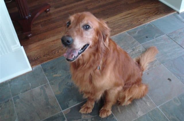 Best Dog-Friendly Atlanta Neighborhoods