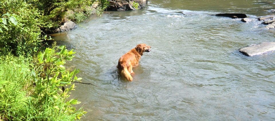 Best Dog-freindly Atlanta Neighborhoods hiking-1